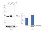 Galectin 8 Antibody in Western Blot (WB)