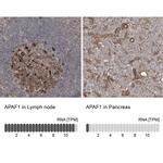 APAF1 Antibody