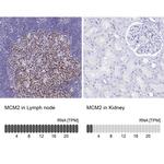 MCM2 Antibody