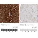 KYNU Antibody