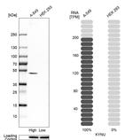 KYNU Antibody