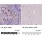 CXCR2 Antibody