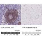 CD37 Antibody