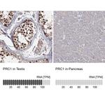 PRC1 Antibody