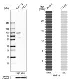 HNF1A Antibody