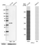 FSTL1 Antibody