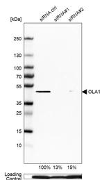 GTPBP9 Antibody