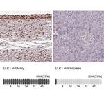 ELK1 Antibody