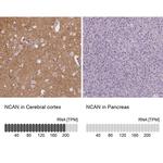 Neurocan Antibody