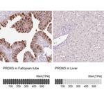 PRDX5 Antibody