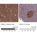 DNM1L Antibody