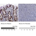 Bcl-G Antibody