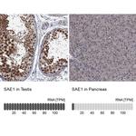 SAE1 Antibody