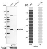 Flavin reductase Antibody