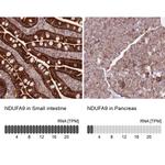 NDUFA9 Antibody