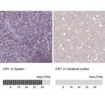 CD35 Antibody