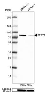 Septin-9 Antibody