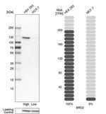 BRD2 Antibody