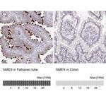 TXNDC6 Antibody