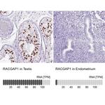 RACGAP1 Antibody