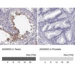 ADAM32 Antibody