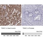 Cardiac Troponin C Antibody