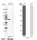 Cytokeratin 17 Antibody