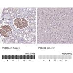 PODXL Antibody