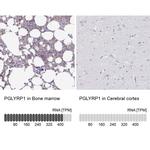 PGRP-S Antibody