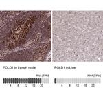 POLD1 Antibody