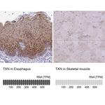 Thioredoxin 1 Antibody