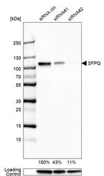 SFPQ Antibody