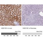 HSD11B1 Antibody