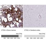 Cathepsin G Antibody