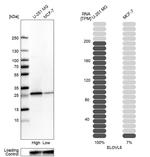 ELOVL5 Antibody