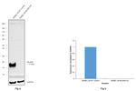 Melan-A Antibody in Western Blot (WB)