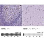 CD68 Antibody