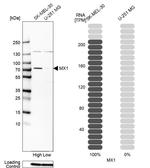 MX1 Antibody