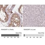 RANGAP1 Antibody