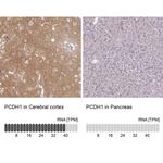 PCDH1 Antibody