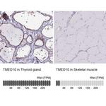 TMP21 Antibody