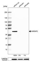 hnRNP C Antibody