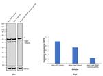 TRBP Antibody in Western Blot (WB)