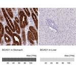 BCAS1 Antibody