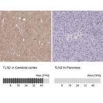 Talin 2 Antibody