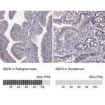 IQCG Antibody