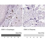 Mast Cell Chymase Antibody