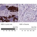 MZB1 Antibody