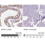 KPNA1 Antibody