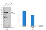 B7-H4 Antibody in Western Blot (WB)